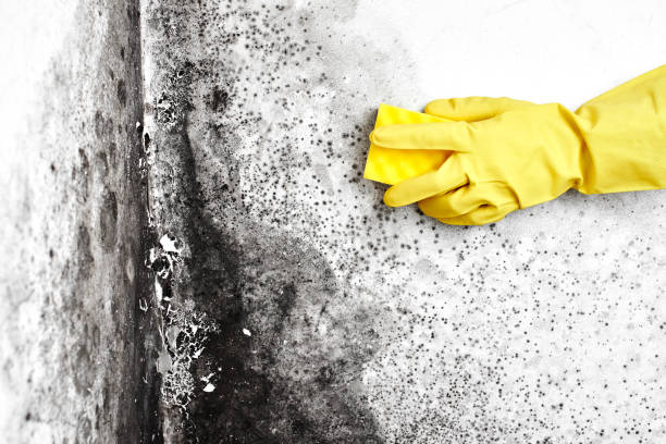 Best White Mold Remediation in Fort Washakie, WY