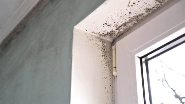Best Mold Remediation for Schools in Fort Washakie, WY