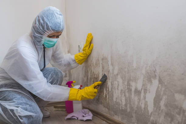 Best HVAC Mold Remediation in Fort Washakie, WY