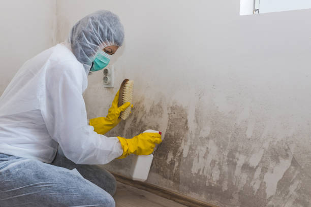 Best Mold Remediation for Schools in Fort Washakie, WY