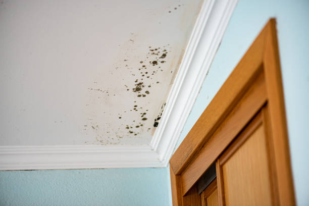 Best Commercial Mold Remediation in Fort Washakie, WY