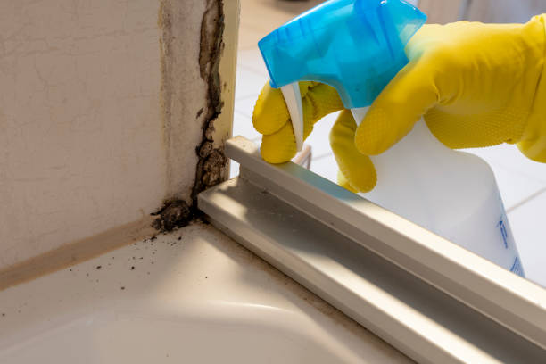 Best Mold Remediation for Specific Building Types in Fort Washakie, WY