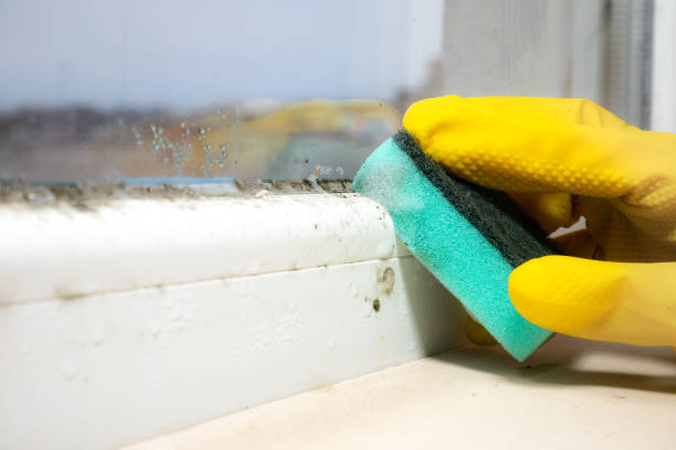 Best Basement Mold Remediation in Fort Washakie, WY