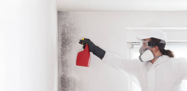 Best Black Mold Remediation in Fort Washakie, WY