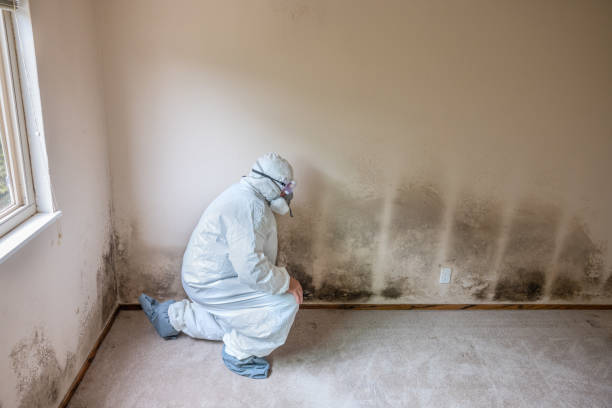 Best Kitchen Mold Remediation in Fort Washakie, WY