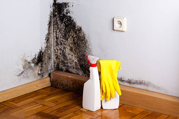 Best Commercial Mold Remediation in Fort Washakie, WY