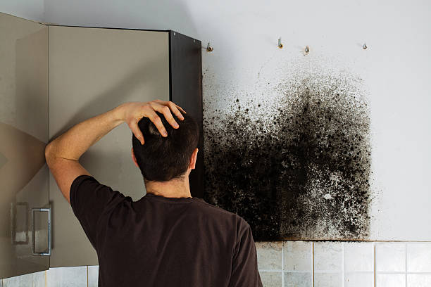 Best Emergency Mold Remediation in Fort Washakie, WY