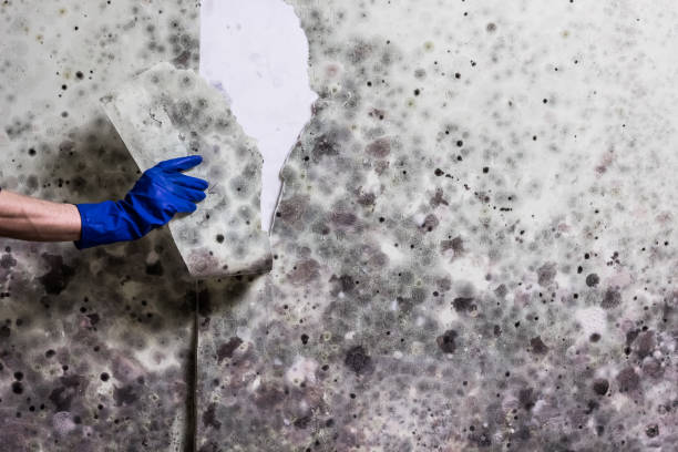 Best Attic Mold Remediation in Fort Washakie, WY